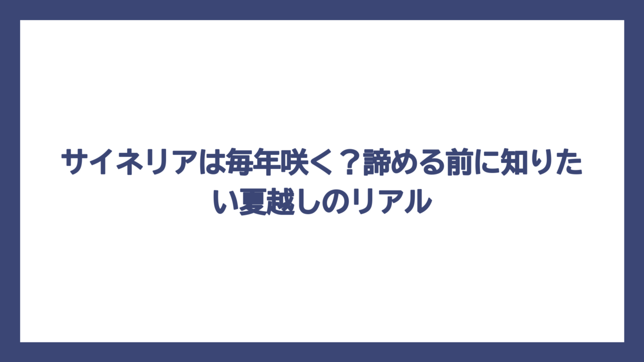 サイネリアは毎年咲く？諦める前に知りたい夏越しのリアル