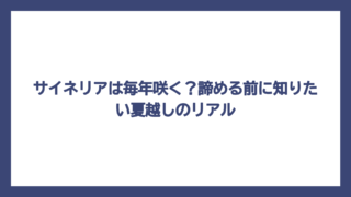 サイネリアは毎年咲く？諦める前に知りたい夏越しのリアル