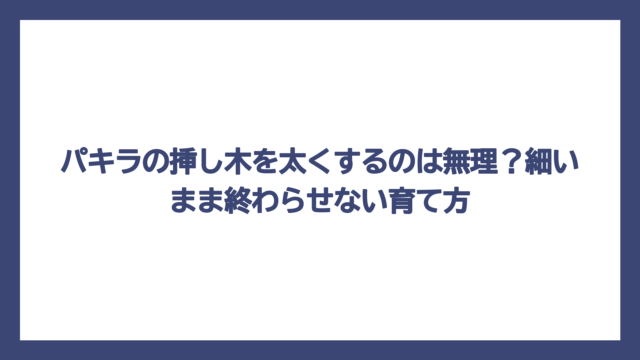 パキラの挿し木を太くするのは無理？細いまま終わらせない育て方
