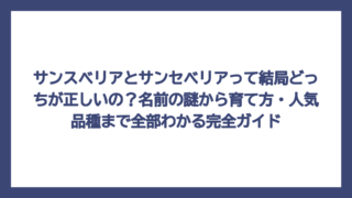 サンスベリアとサンセベリアって結局どっちが正しいの？名前の謎から育て方・人気品種まで全部わかる完全ガイド