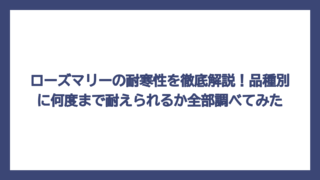 ローズマリーの耐寒性を徹底解説！品種別に何度まで耐えられるか全部調べてみた