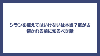 シランを植えてはいけないは本当？庭が占領される前に知るべき話