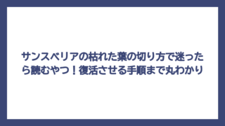 サンスベリアの枯れた葉の切り方で迷ったら読むやつ！復活させる手順まで丸わかり