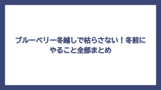 ブルーベリー冬越しで枯らさない！冬前にやること全部まとめ