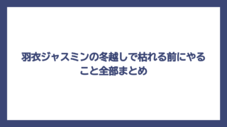 羽衣ジャスミンの冬越しで枯れる前にやること全部まとめ