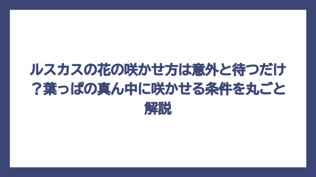ルスカスの花の咲かせ方は意外と待つだけ？葉っぱの真ん中に咲かせる条件を丸ごと解説