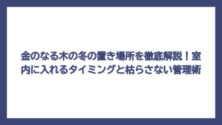 金のなる木の冬の置き場所を徹底解説！室内に入れるタイミングと枯らさない管理術