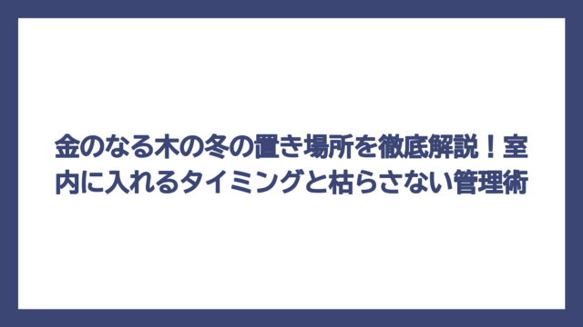 金のなる木の冬の置き場所を徹底解説！室内に入れるタイミングと枯らさない管理術