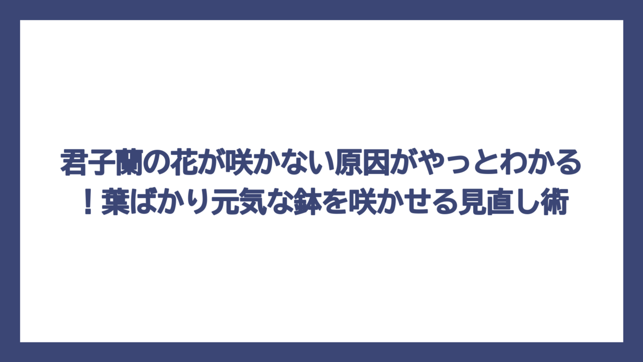 君子蘭の花が咲かない原因がやっとわかる！葉ばかり元気な鉢を咲かせる見直し術