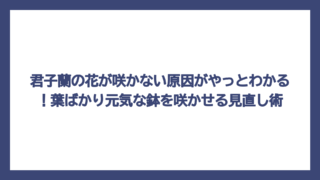 君子蘭の花が咲かない原因がやっとわかる！葉ばかり元気な鉢を咲かせる見直し術