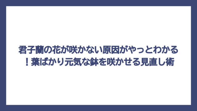君子蘭の花が咲かない原因がやっとわかる！葉ばかり元気な鉢を咲かせる見直し術
