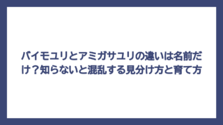 バイモユリとアミガサユリの違いは名前だけ？知らないと混乱する見分け方と育て方