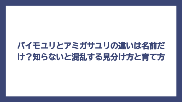 バイモユリとアミガサユリの違いは名前だけ？知らないと混乱する見分け方と育て方