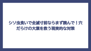 シソ虫食いで全滅寸前ならまず読んで！穴だらけの大葉を救う現実的な対策