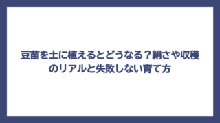 豆苗を土に植えるとどうなる？絹さや収穫のリアルと失敗しない育て方