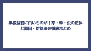 黒松盆栽に白いものが！芽・幹・虫の正体と原因・対処法を徹底まとめ