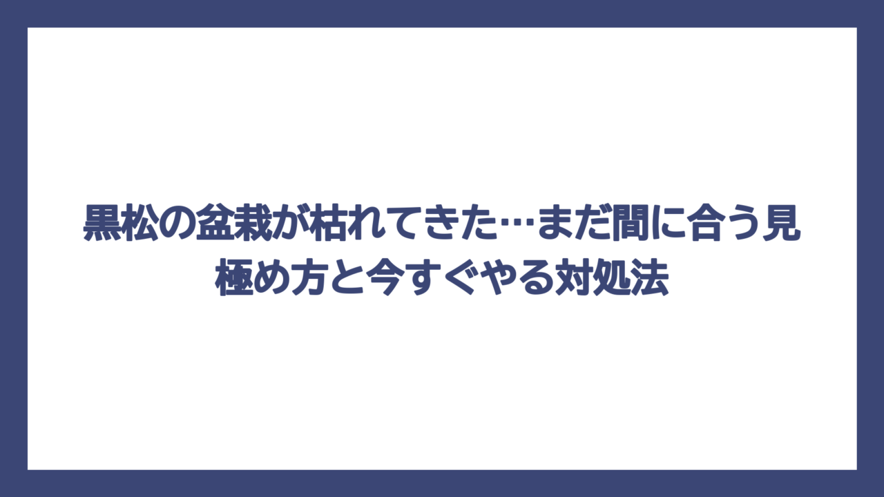 黒松の盆栽が枯れてきた…まだ間に合う見極め方と今すぐやる対処法