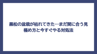 黒松の盆栽が枯れてきた…まだ間に合う見極め方と今すぐやる対処法