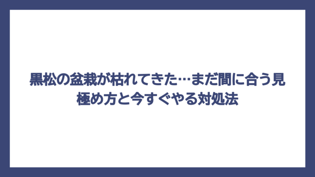 黒松の盆栽が枯れてきた…まだ間に合う見極め方と今すぐやる対処法
