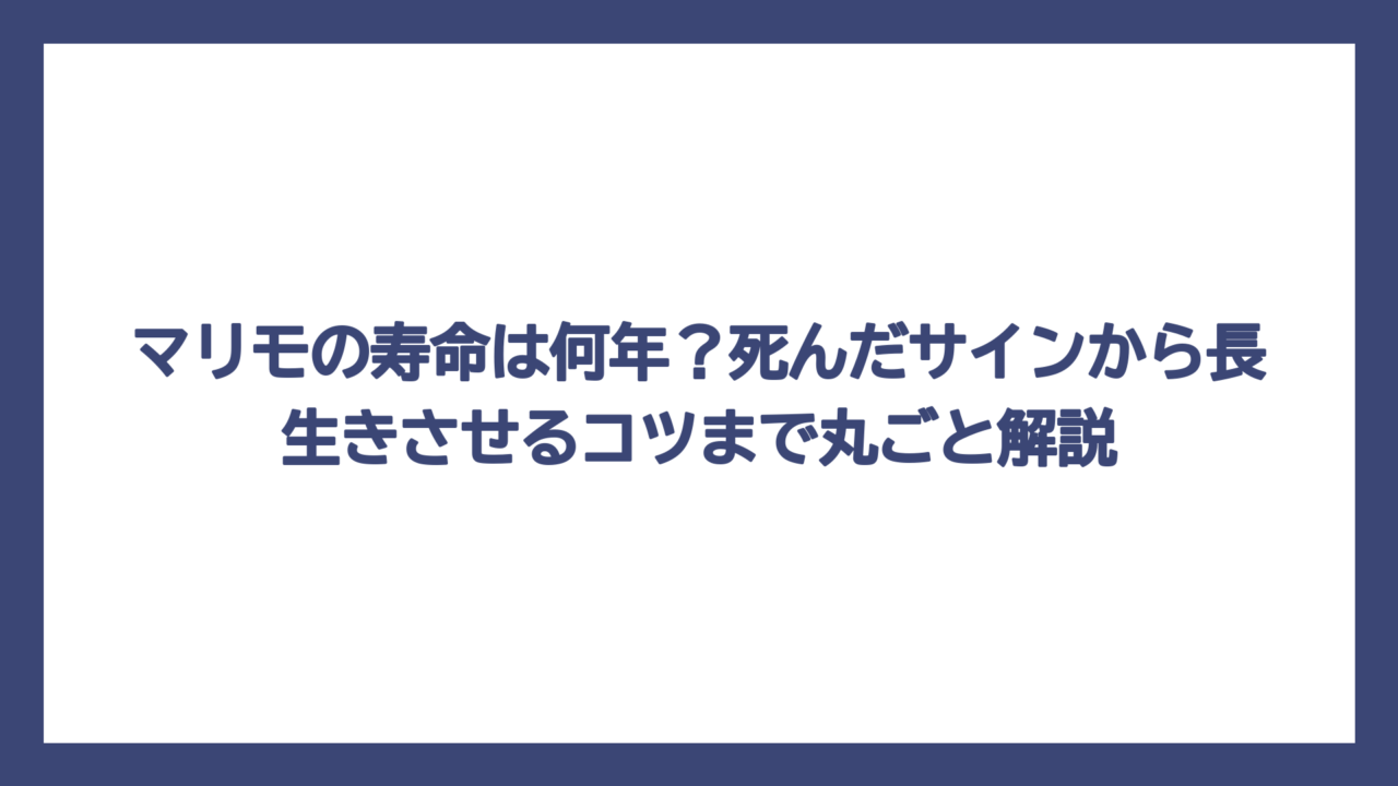 マリモの寿命は何年？死んだサインから長生きさせるコツまで丸ごと解説