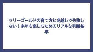マリーゴールドの育て方と冬越しで失敗しない！来年も楽しむためのリアルな判断基準