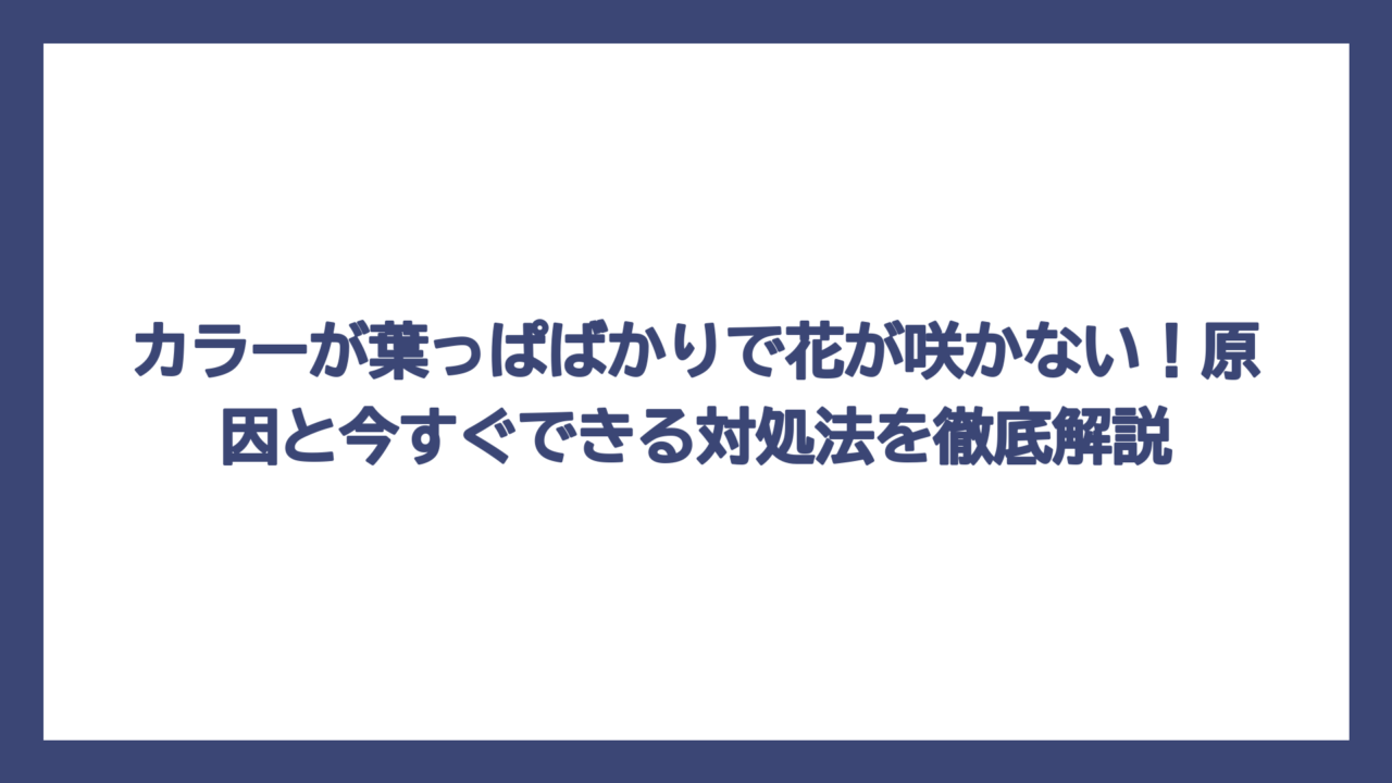 カラーが葉っぱばかりで花が咲かない！原因と今すぐできる対処法を徹底解説