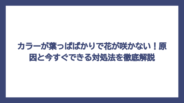カラーが葉っぱばかりで花が咲かない！原因と今すぐできる対処法を徹底解説