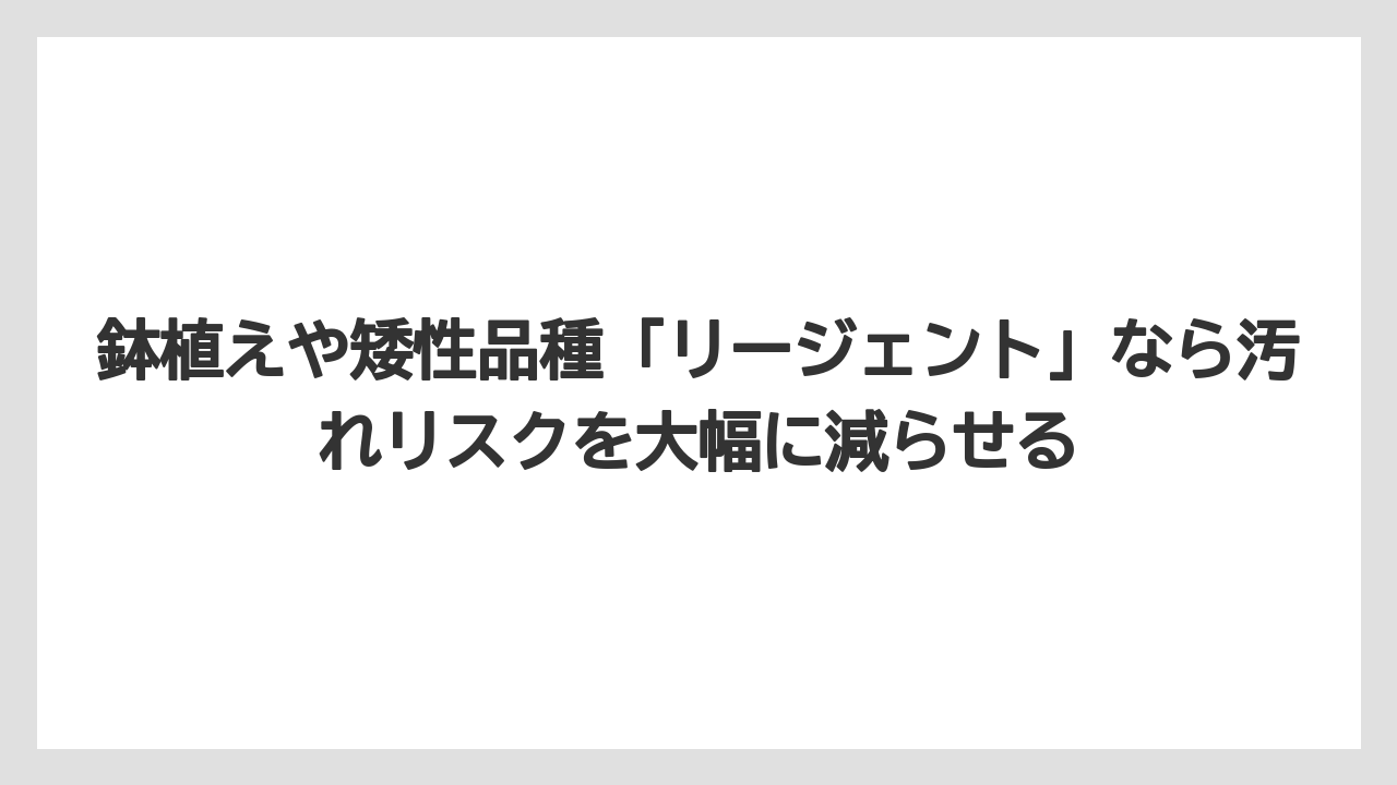 【オリーブ】【栽培】【農業】鉢植えや矮性品種「リージェント」なら汚れリスクを大幅に減らせる