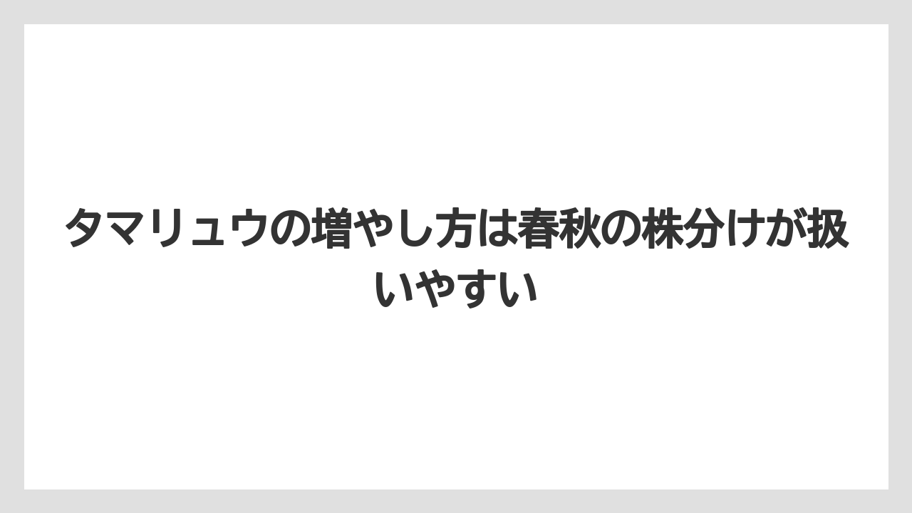 【いけない】【後悔】【栽培】【植え】タマリュウの増やし方は春秋の株分けが扱いやすい