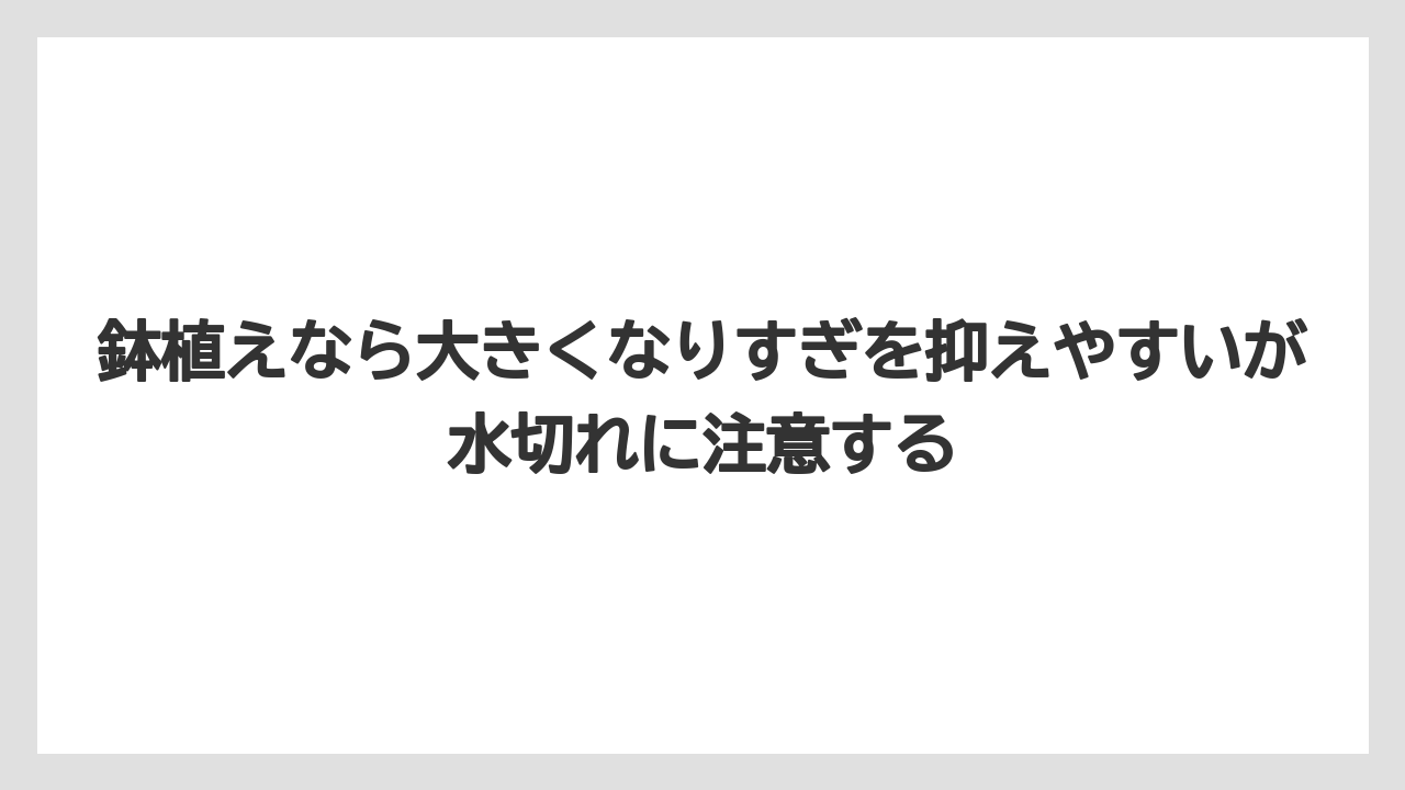 【レモン】【栽培】【農業】鉢植えなら大きくなりすぎを抑えやすいが水切れに注意する