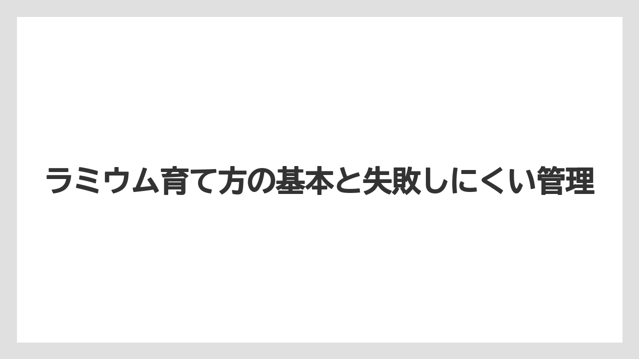 ラミウム育て方の基本と失敗しにくい管理