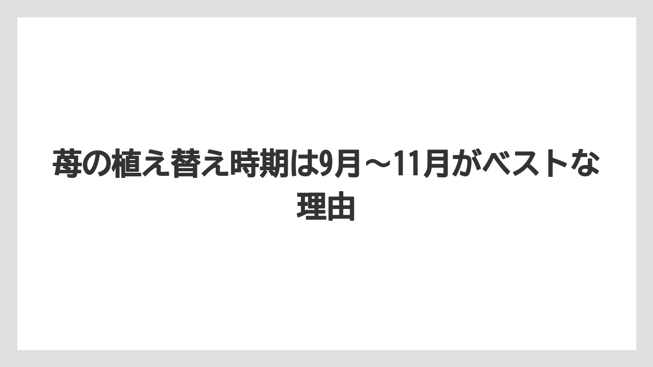 【栽培】【植え】【農業】苺の植え替え時期は9月〜11月がベストな理由