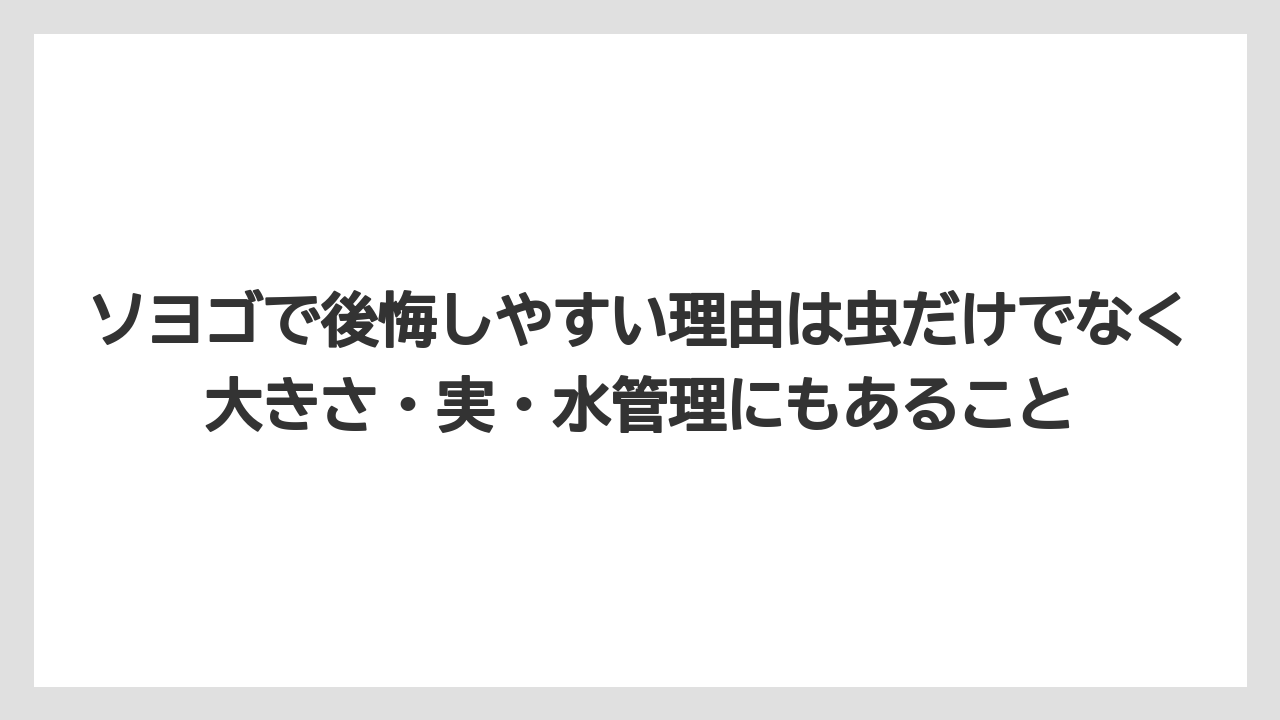 【ソヨゴ】【栽培】【農業】ソヨゴで後悔しやすい理由は虫だけでなく大きさ・実・水管理にもあること
