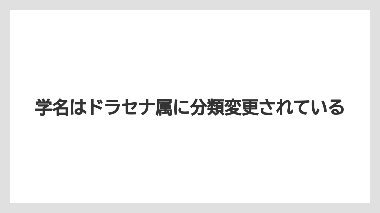 【サンスベリア】【栽培】【農業】学名はドラセナ属に分類変更されている