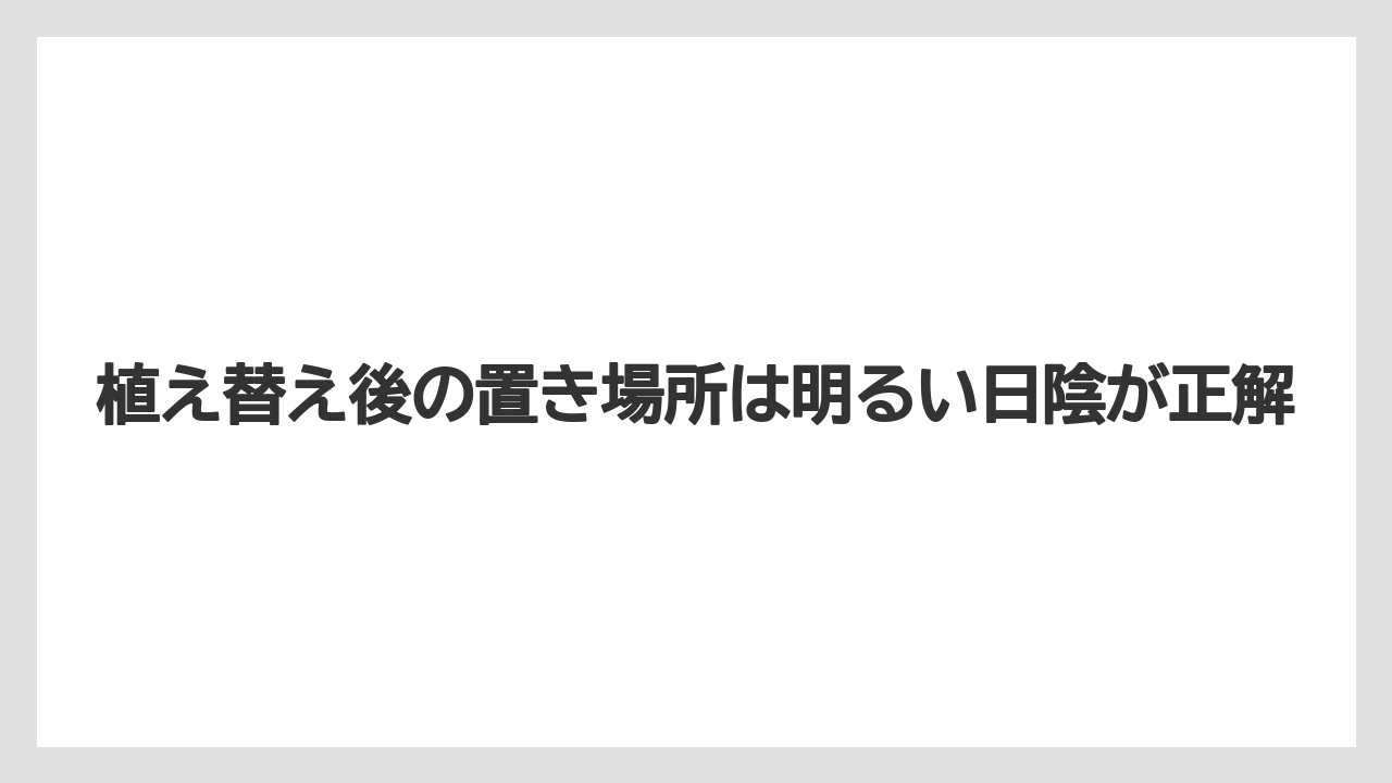【栽培】【植え】【農業】植え替え後の置き場所は明るい日陰が正解