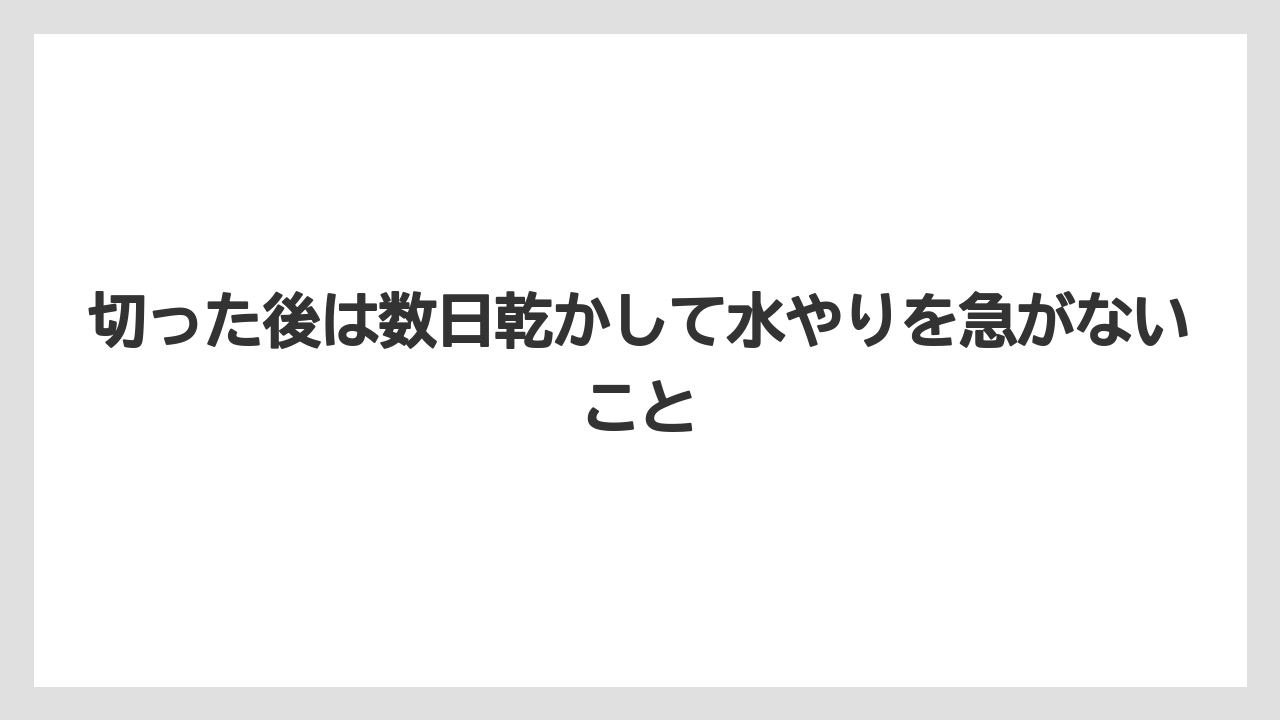 【サンスベリア】【栽培】【農業】切った後は数日乾かして水やりを急がないこと