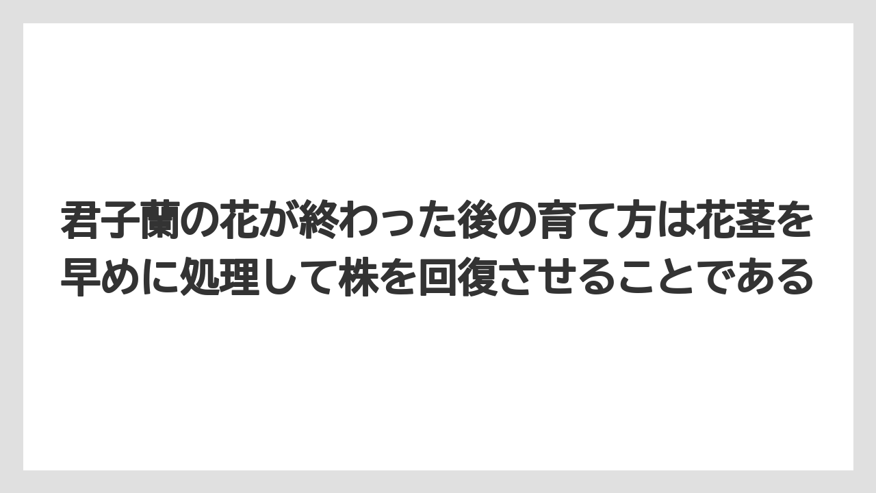 【栽培】【農園】【農業】君子蘭の花が終わった後の育て方は花茎を早めに処理して株を回復させることである
