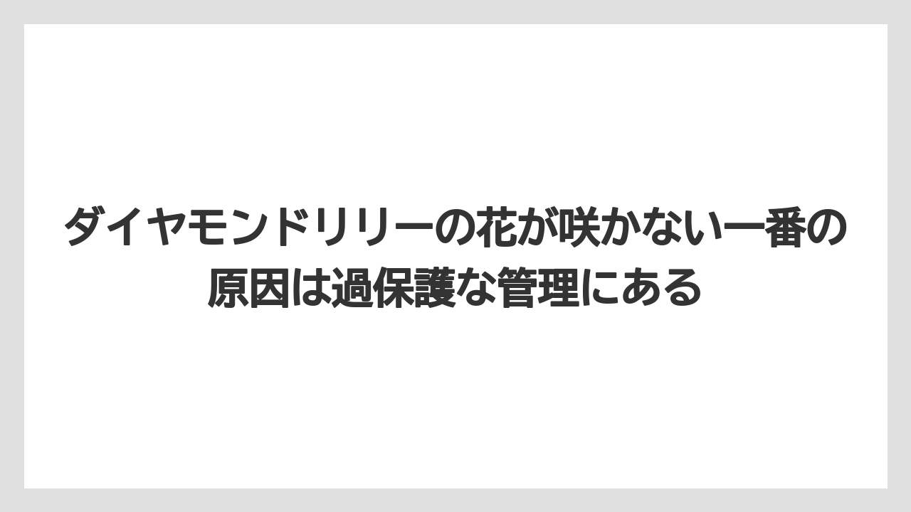 【栽培】【育て方】【花】【葉】ダイヤモンドリリーの花が咲かない一番の原因は過保護な管理にある