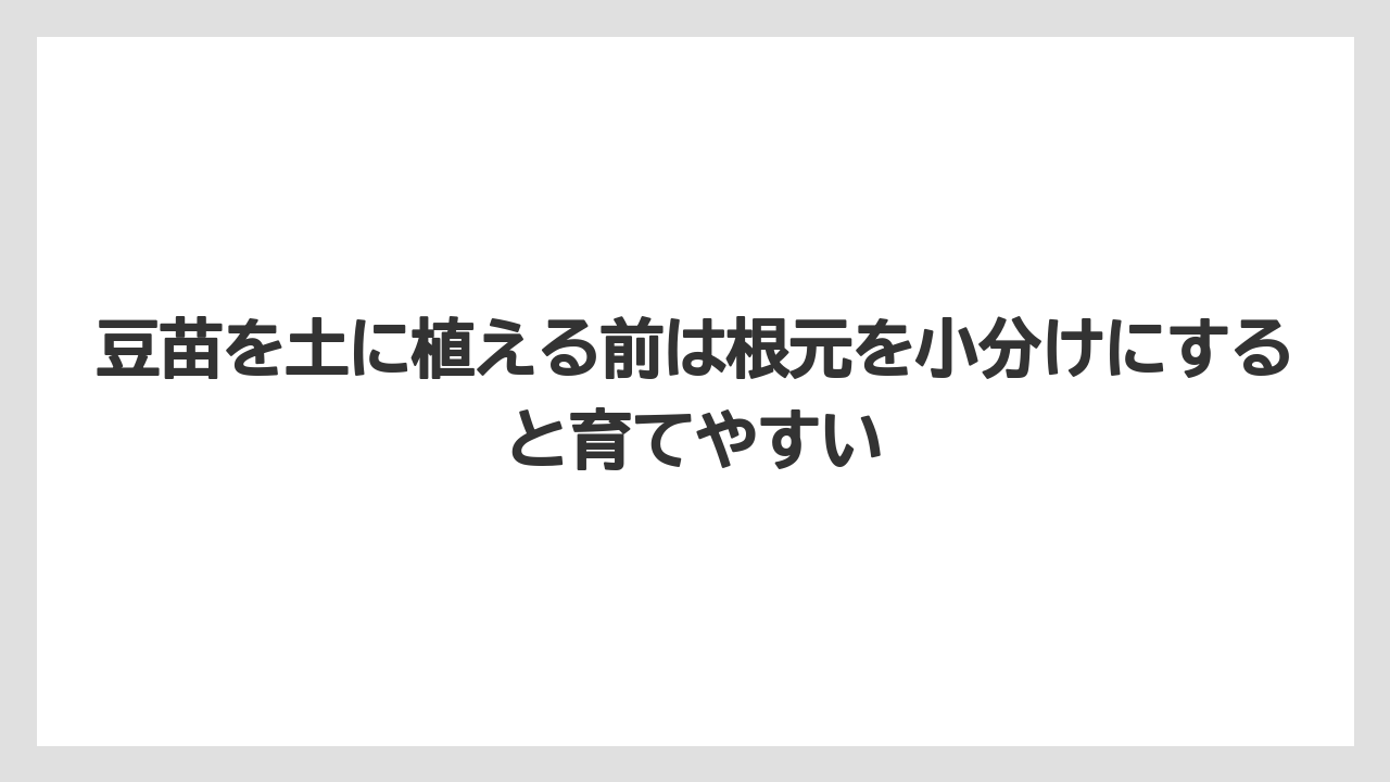 【栽培】【豆苗】【農業】豆苗を土に植える前は根元を小分けにすると育てやすい