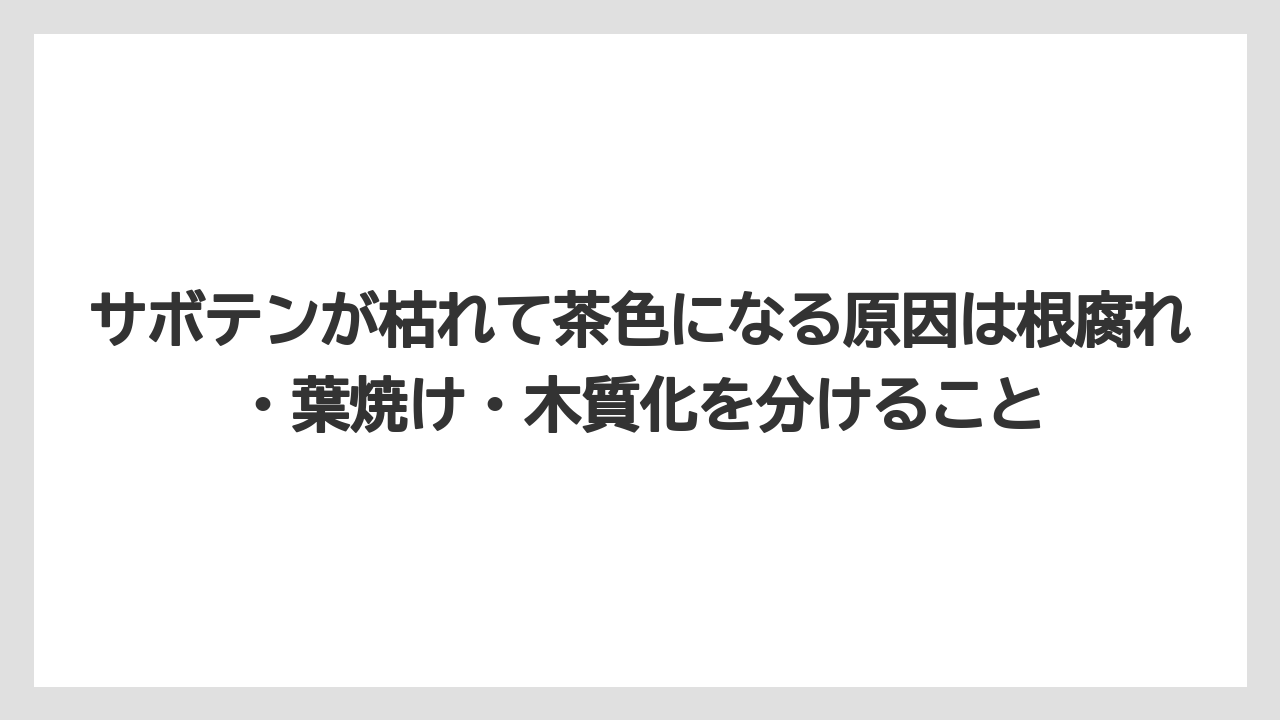 【サボテン】【危険】【枯れ】【栽培】サボテンが枯れて茶色になる原因は根腐れ・葉焼け・木質化を分けること
