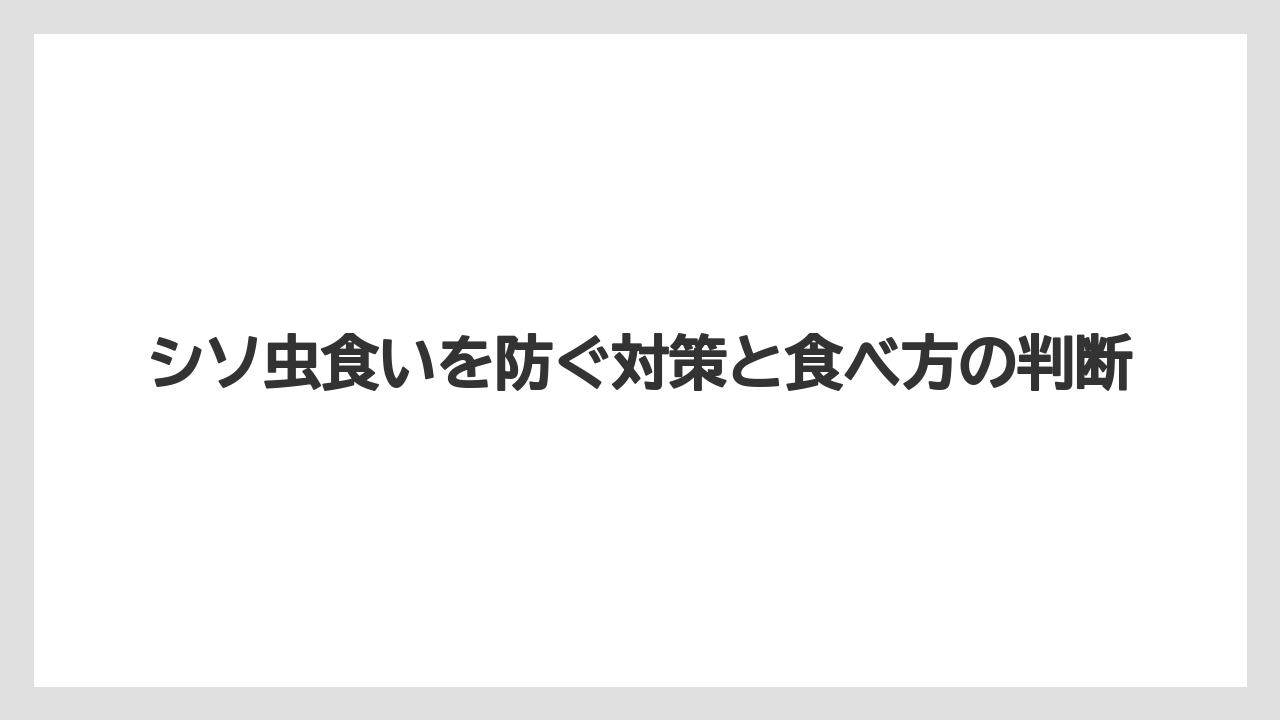 【しそ】【大葉】【栽培】【農業】地植えとプランターでは虫食いリスクが変わること