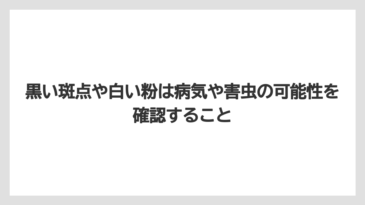 【サボテン】【危険】【枯れ】【栽培】黒い斑点や白い粉は病気や害虫の可能性を確認すること