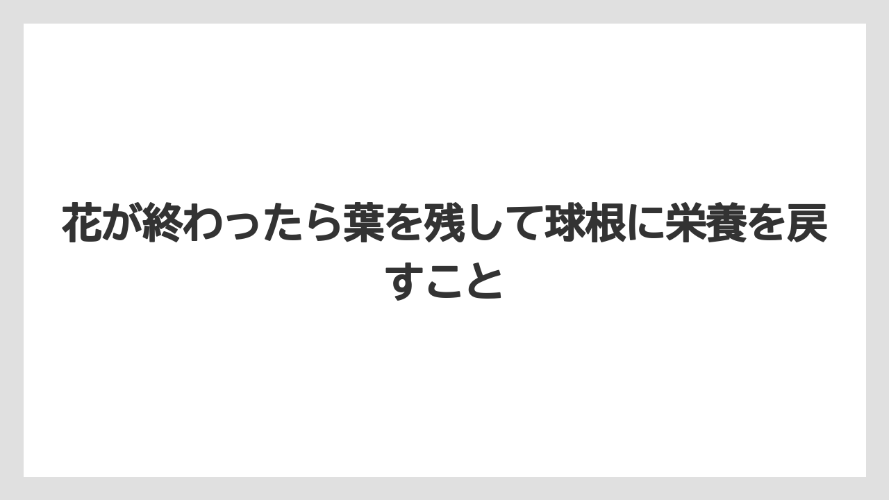【栽培】【農園】【農業】花が終わったら葉を残して球根に栄養を戻すこと