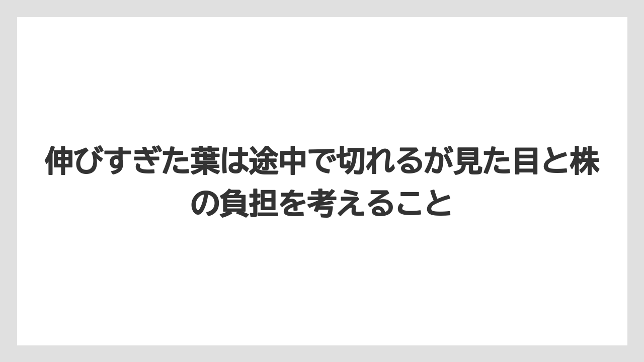伸びすぎた葉は途中で切れるが見た目と株の負担を考えること