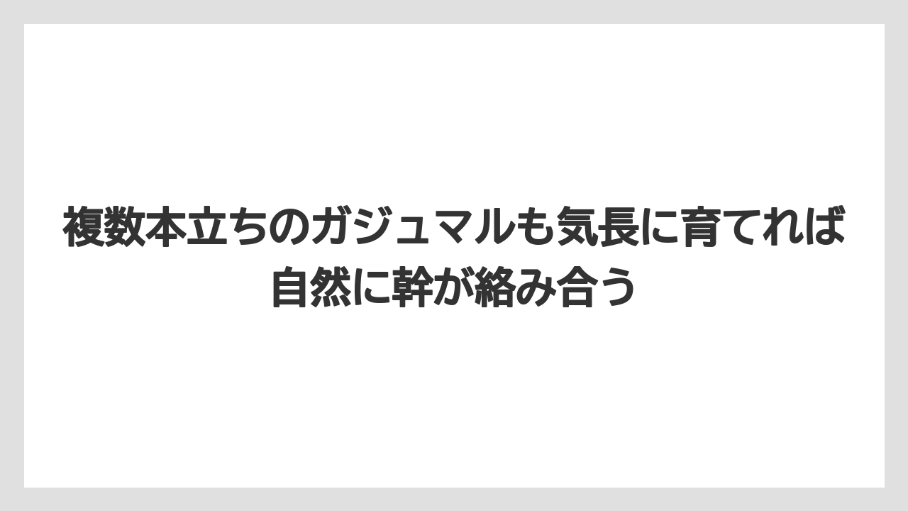 【ガジュマル】【根】【栽培】【育て方】複数本立ちのガジュマルも気長に育てれば自然に幹が絡み合う