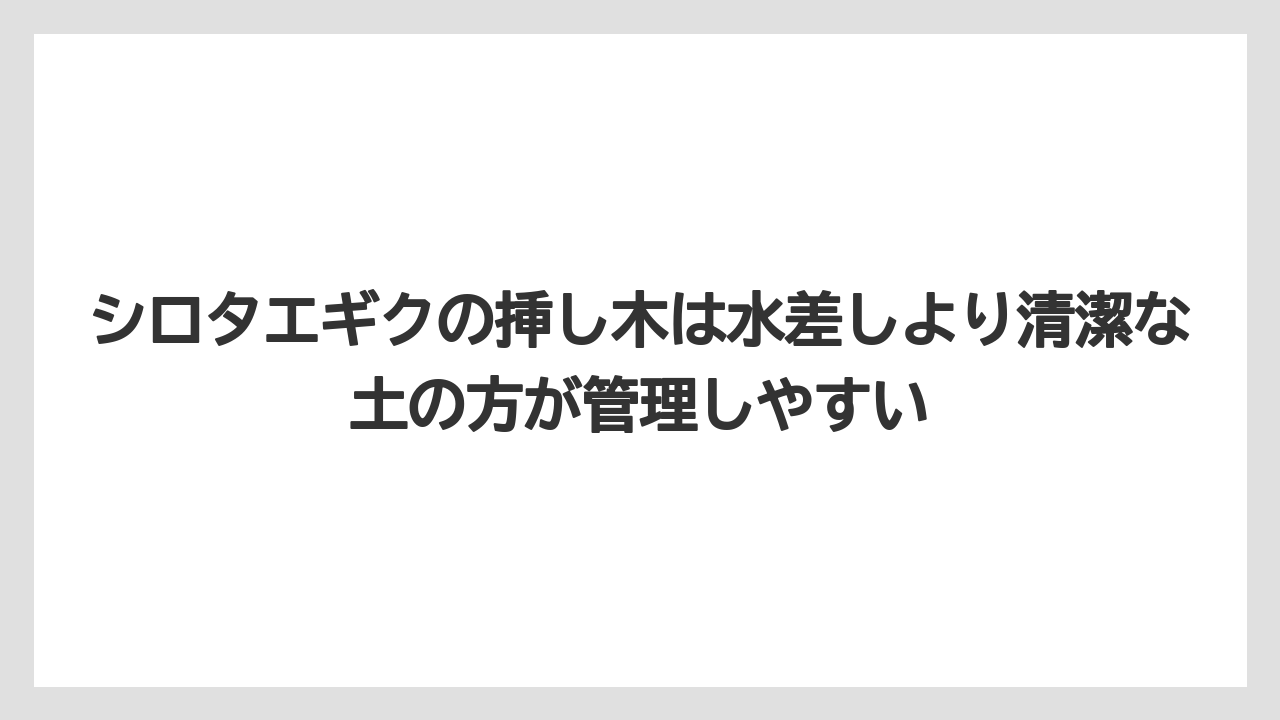 【栽培】【農園】【農業】シロタエギクの挿し木は水差しより清潔な土の方が管理しやすい
