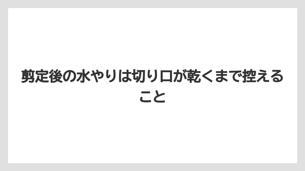 剪定後の水やりは切り口が乾くまで控えること