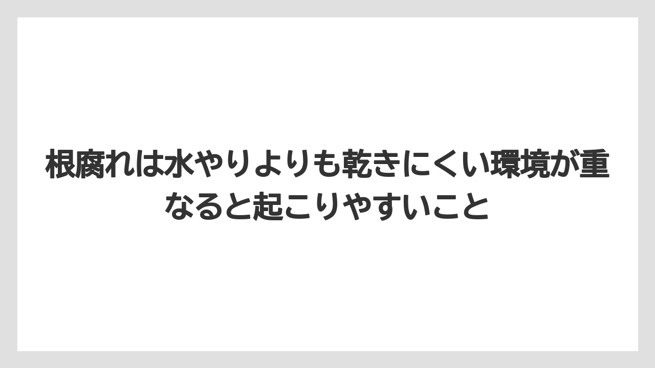 【100均】【エケベリア】【バラ】【多肉植物】【栽培】根腐れは水やりよりも乾きにくい環境が重なると起こりやすいこと