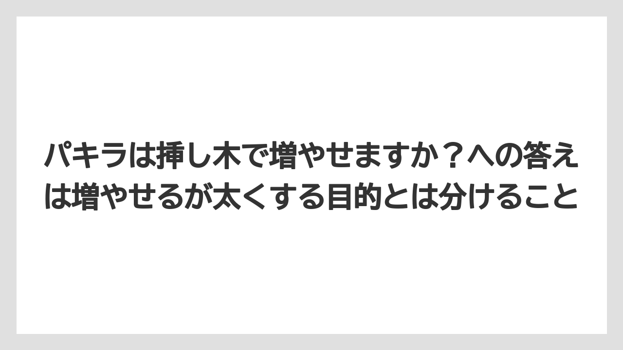 【パキラ】【木】【栽培】【育て方】パキラは挿し木で増やせますか？への答えは増やせるが太くする目的とは分けること