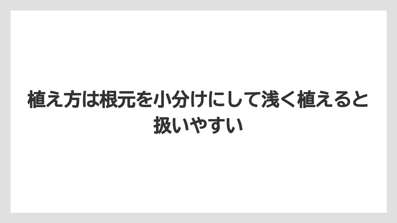 【支柱】【栽培】【豆苗】【農業】植え方は根元を小分けにして浅く植えると扱いやすい